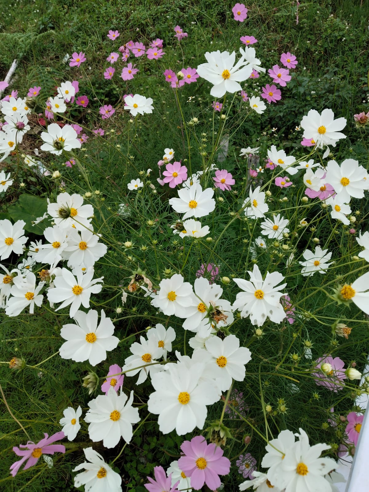 Garden flowers